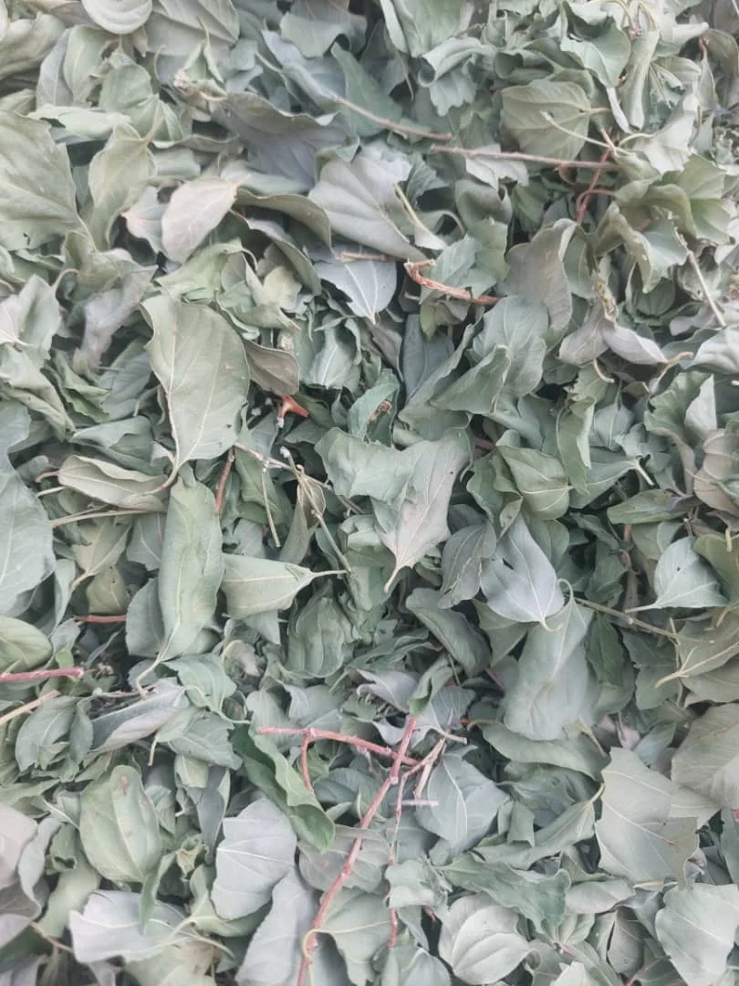 برگ سدر پودر سدر